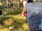 Blueberries and lingonberries I gathered berry picking!