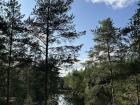 Lake in the woods