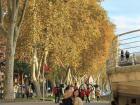 Bilbao leaves