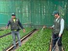 Agronomists working on their coffee seedlings