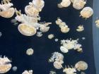 The aquarium in Singapore had so many jellyfish! These were my favorite because they look so peaceful and elegant