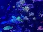 This colorful exhibit at the aquarium was spellbinding! It had every color imaginable