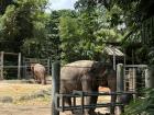 Elephants will always be one of my favorite animals. The elephant exhibit at the zoo was super neat! The elephants had many different food puzzles to keep them entertained