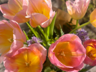 Received some tulips from a friend!