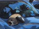 A trio of cats gathers for warmth