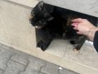 A beautiful cat I see on my walk to the gym