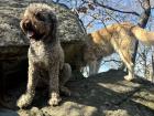 Dogs on Aranđelovac Mountain