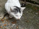 Feeding a shy white-and-gray cat