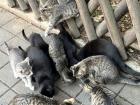 A pack of kittens comes out to eat treats