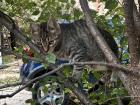 The kitten in the tree