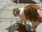 Petting a friendly white-and-orange cat in Serbia