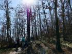 Deciduous forest on a Serbian mountain