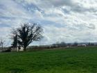 Fields of orchards in Vojvodina