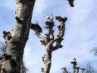 These White Storks are just returning to Alsace from a winter in Africa! They are one of France's most beloved birds.