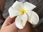 Here's another flower that I saw on the island.