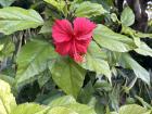 There were so many amazing flora and fauna on the island