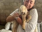 This baby goat, Sandy, was born four days before we arrived. 