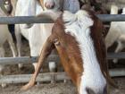 The goats were so funny and loud! 