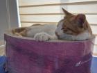 Schroding, the school's mascot, is named after Schrodinger's cat