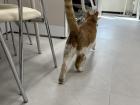 Schroding, the high school mascot, exploring the teacher's office