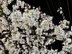 Cherry blossoms in bloom at night