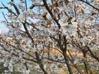 Cherry blossoms at a local cherry blossom festival