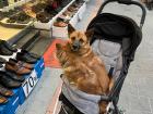 Dogs at the market