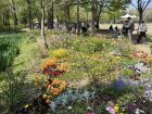 Flowers in bloom at a park in Seoul