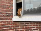 Schrodinger the high school cat