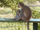 Monkeys hanging around our school cafeteria in Tanzania