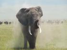 My favorite elephant. We named him Dusty