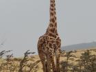 This giraffe really knows how to pose!