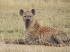 A backyard animal: a hyena