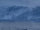 A very blurry whale picture!