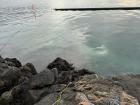 The kelp restoration site. Look at the kelp on the rocks!