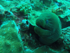 This is a green moray eel. They are usually about five feet long!