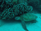 A sea turtle under some coral