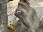 A monkey eating a banana