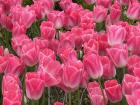 I also found these in Ordu, where tulips in all colors are growing!