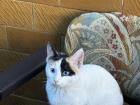 A cat waiting at a restaurant - waiting for his lahmacun!