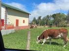 This is from a village Nazlı visited outside of Trabzon
