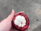 "Mangostino," a fruit that kind of looks like garlic, tastes like lychee and whose skin stains your fingers