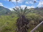A frailejon, an important plant found in Colombian páramos (high plateaus), that provides Colombia with a lot of water (it will be my next tattoo)