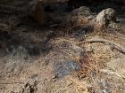Pine needles burning from a wildfire