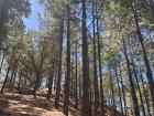 Pine trees in the center of the island