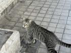 A neighborhood cat