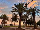Palm trees near the coast