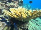 Elkhorn coral with fish called blue tangs that school and clean the algae off the reef
