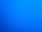 A massive school of tuna seen from the submarine at 100 meters, each fish weighing somewhere around 300 lbs!