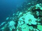 Deep reefs are also susceptible to coral bleaching (image was taken at 150 feet)!